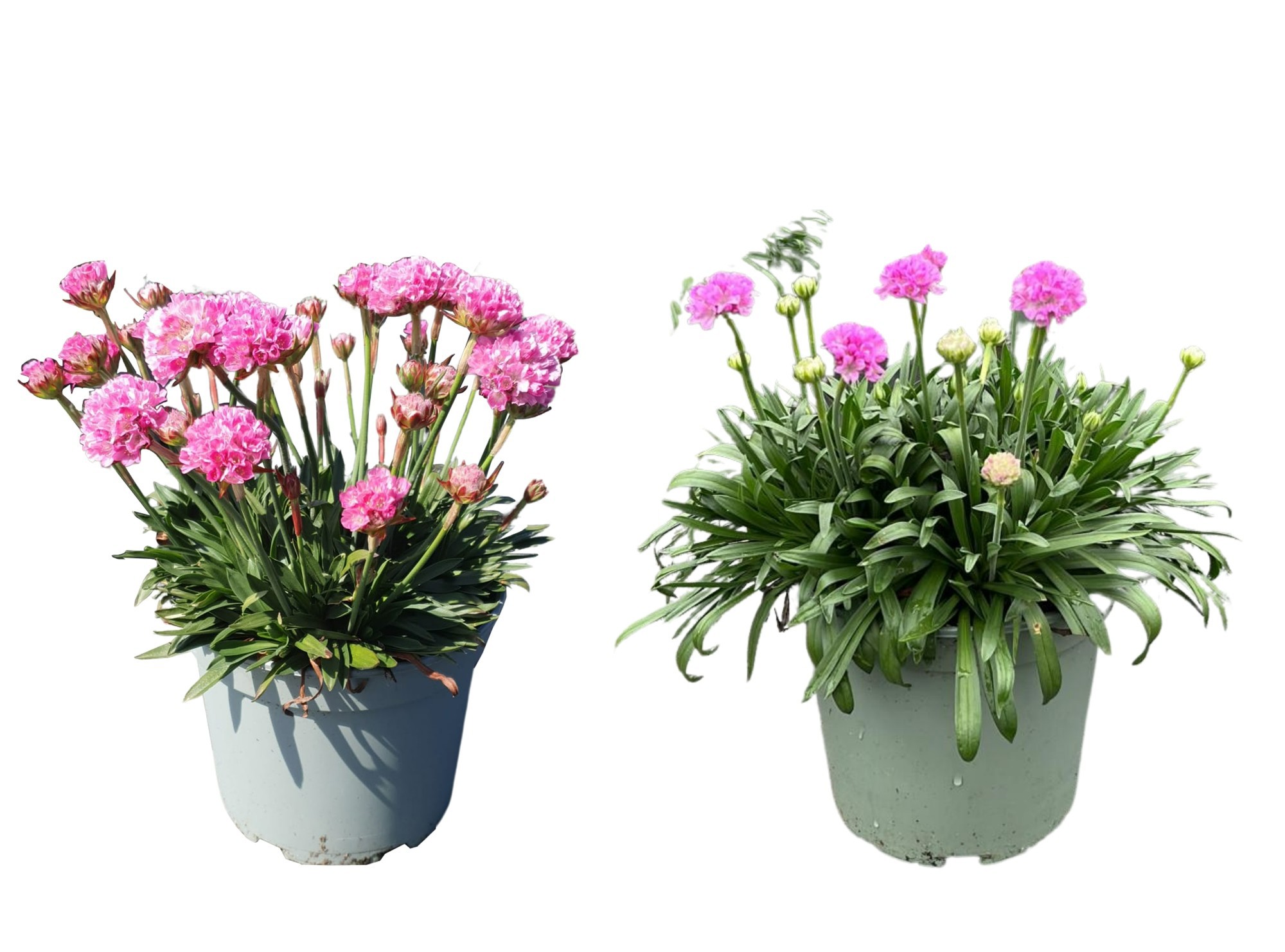 Armeria Dreameria in soorten, D 14