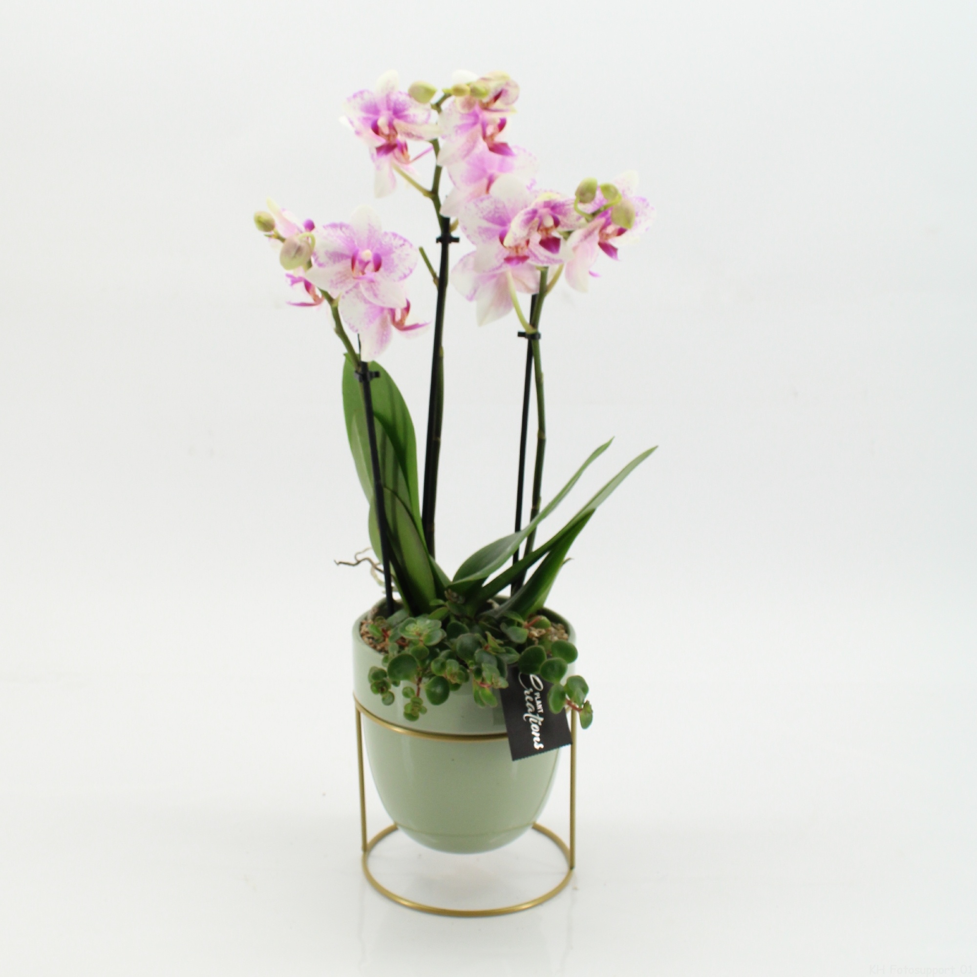 PHAL-2615RZ Phalaenopsis creatie, D 13