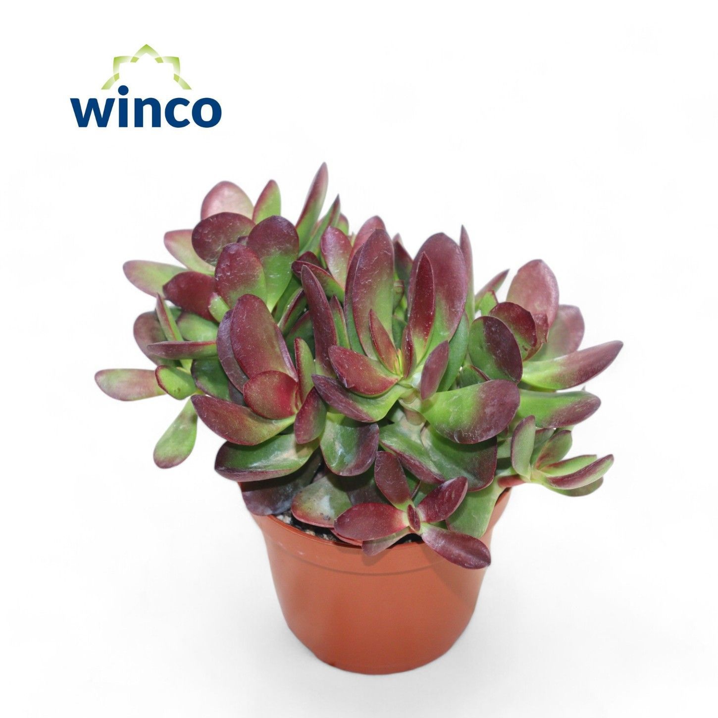 Crassula Platyphylla Bourgundy, D 8,5