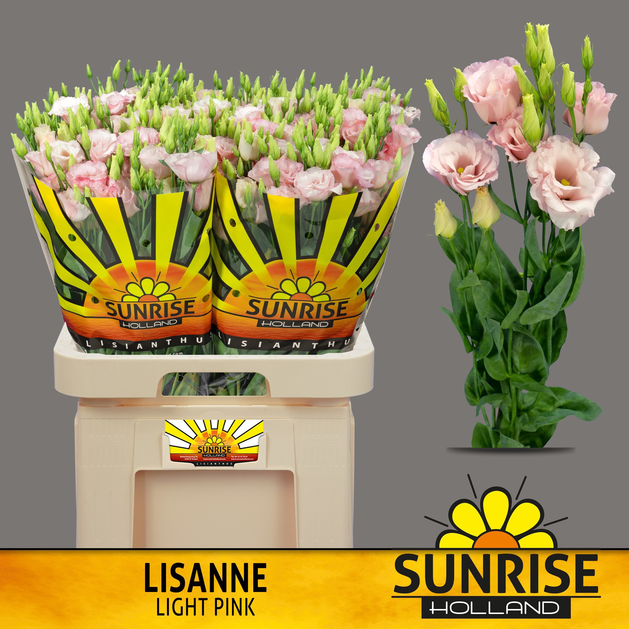 Эустома Лизанне Лайт Пинк 70 (светло-роз.), шт.