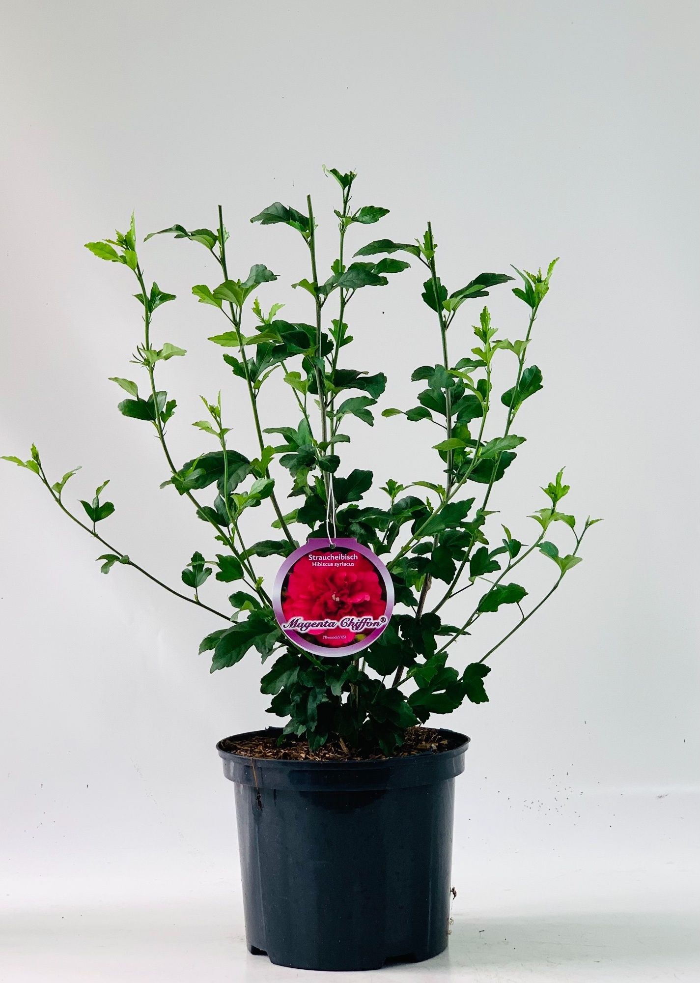 Hibiscus syr. 'Magenta Chiffon' -R-, D 23