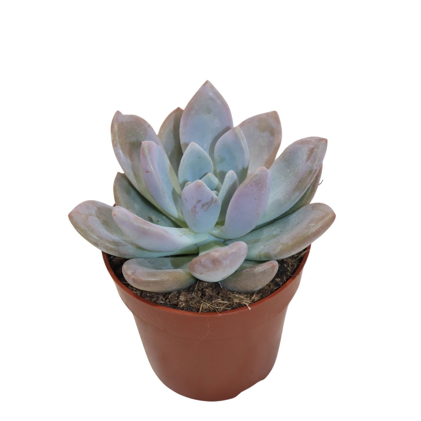 Graptoveria Opalina, D 8,5