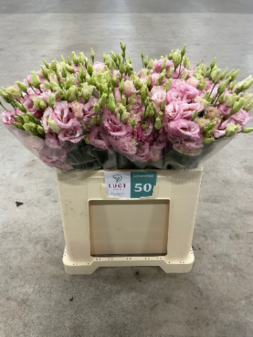 Эустома Алисса Лайт Пинк 65 (светло-роз.), шт.