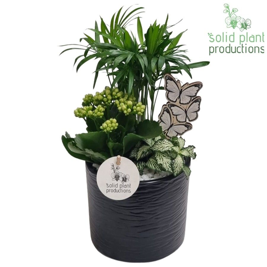 CH001 Amy Black, D 14