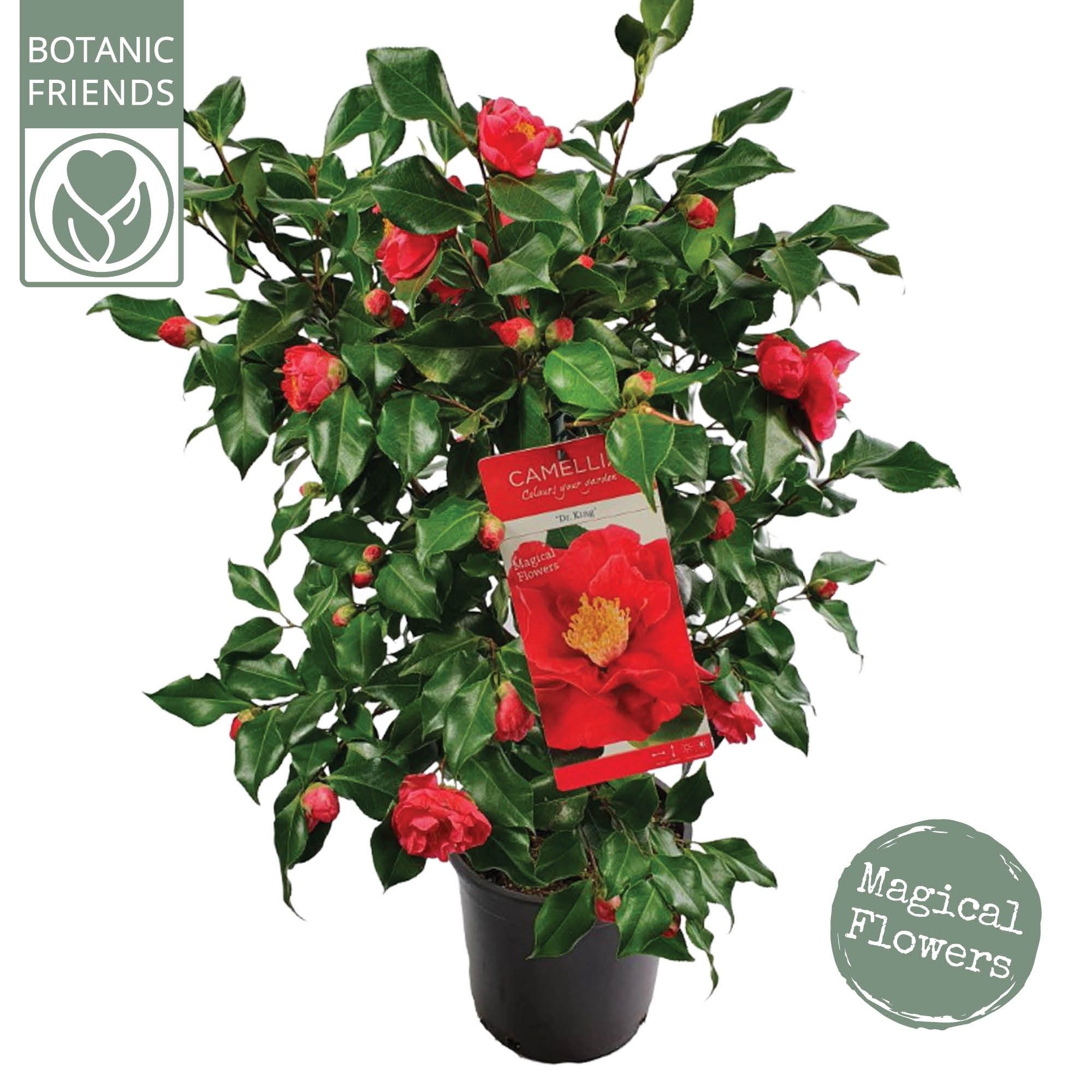 Camellia jap. 'Dr. King', D 24