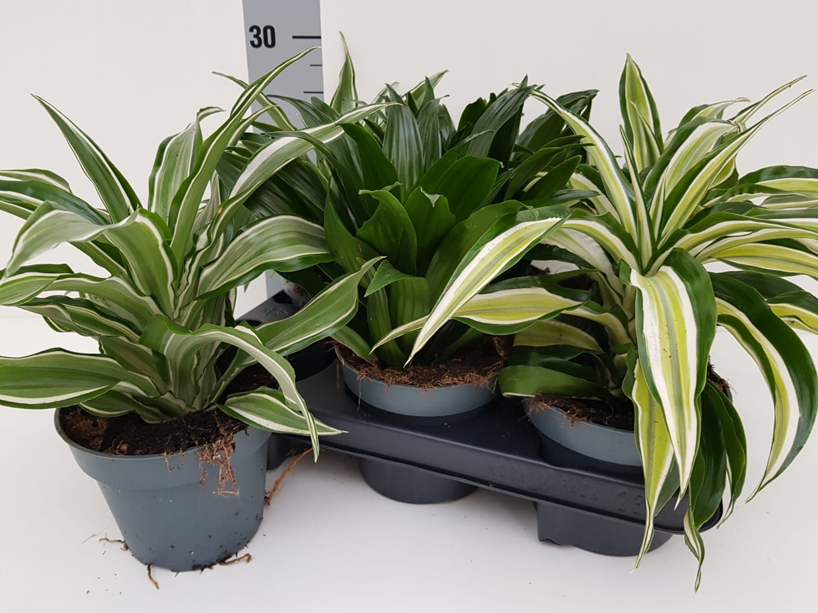 Dracaena Drachen Sorten Mix, D 13