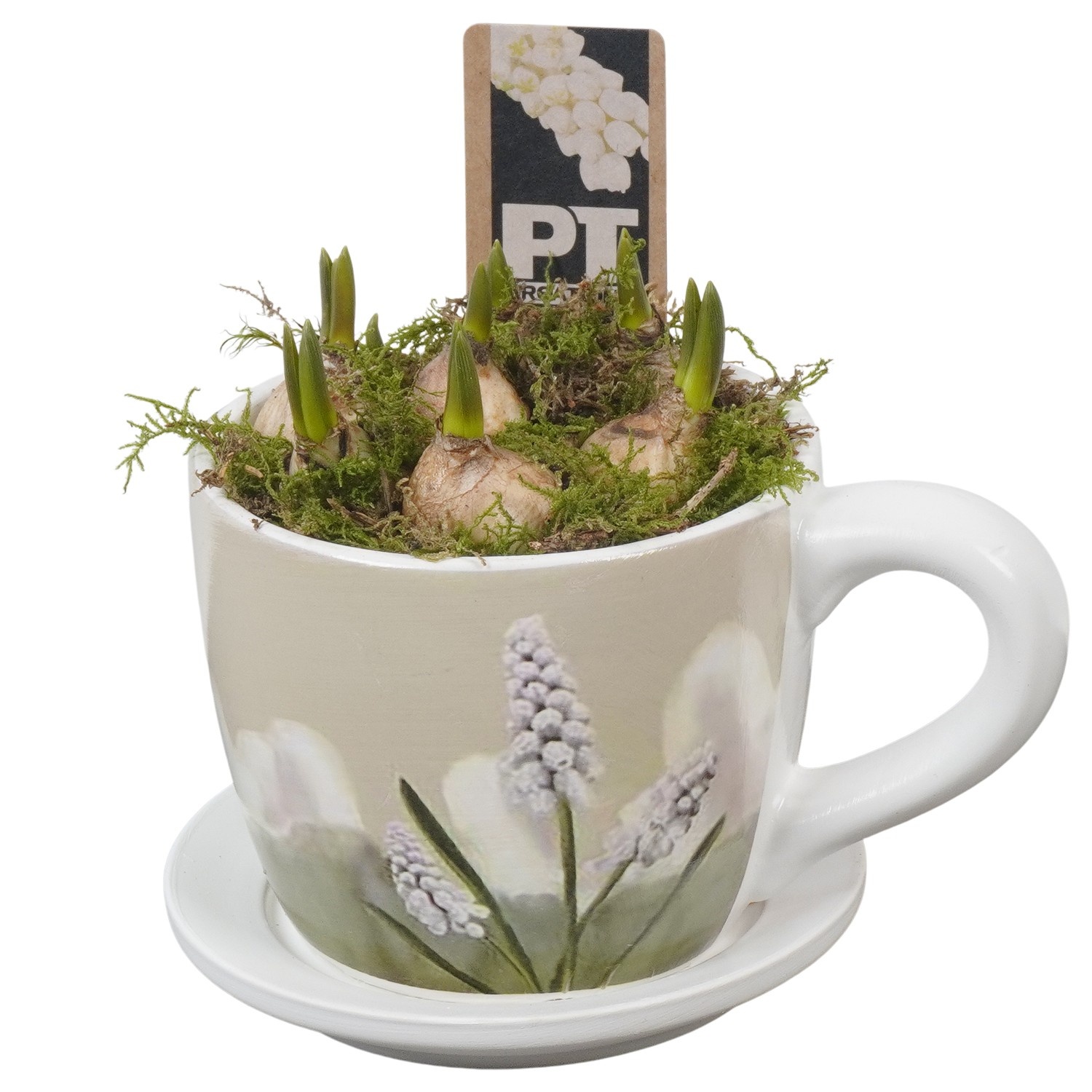 PTWMB8157 Arrangement Muscari White in keramiek kop en schotel, D 11