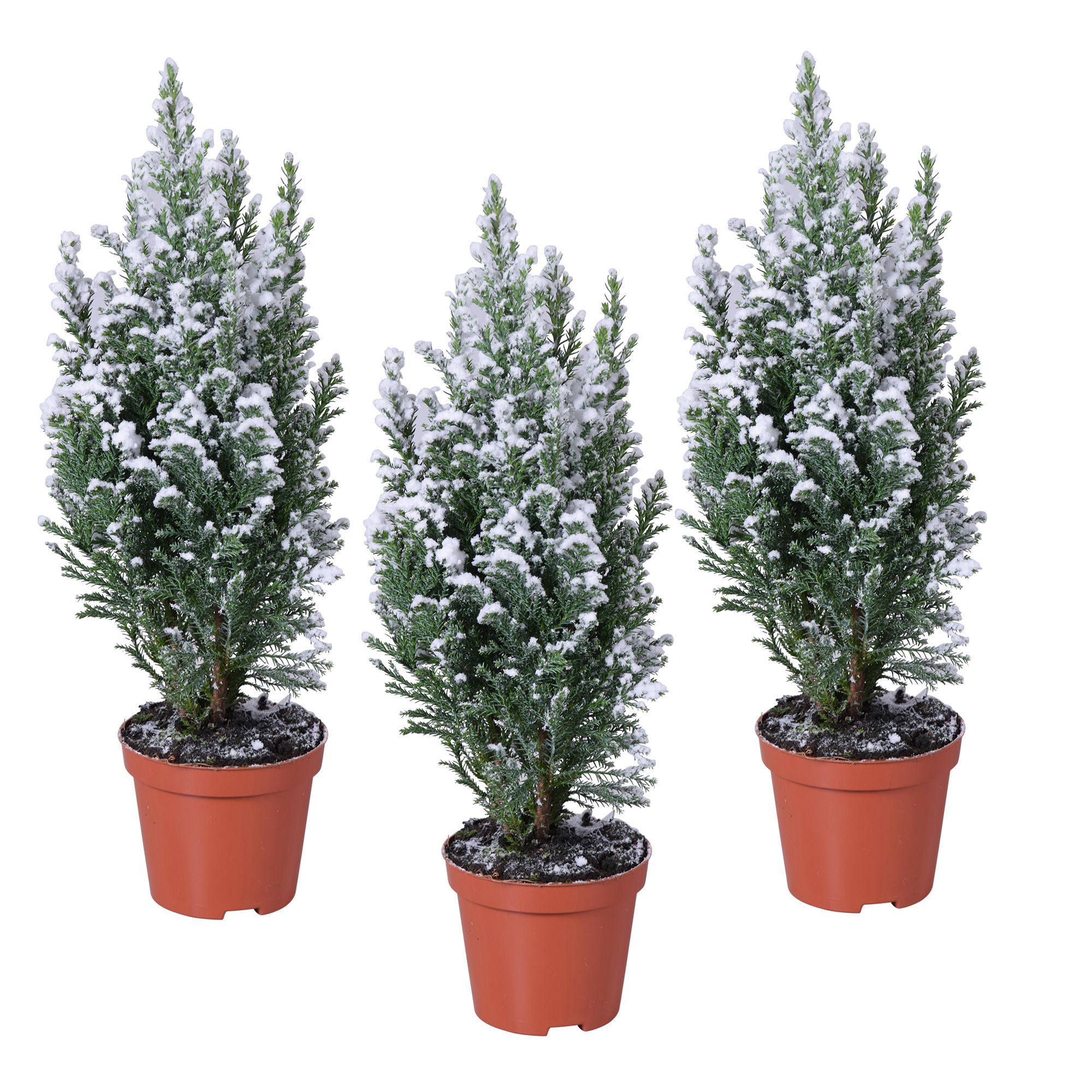 Ellwoodii met sneeuw, D 9 cm