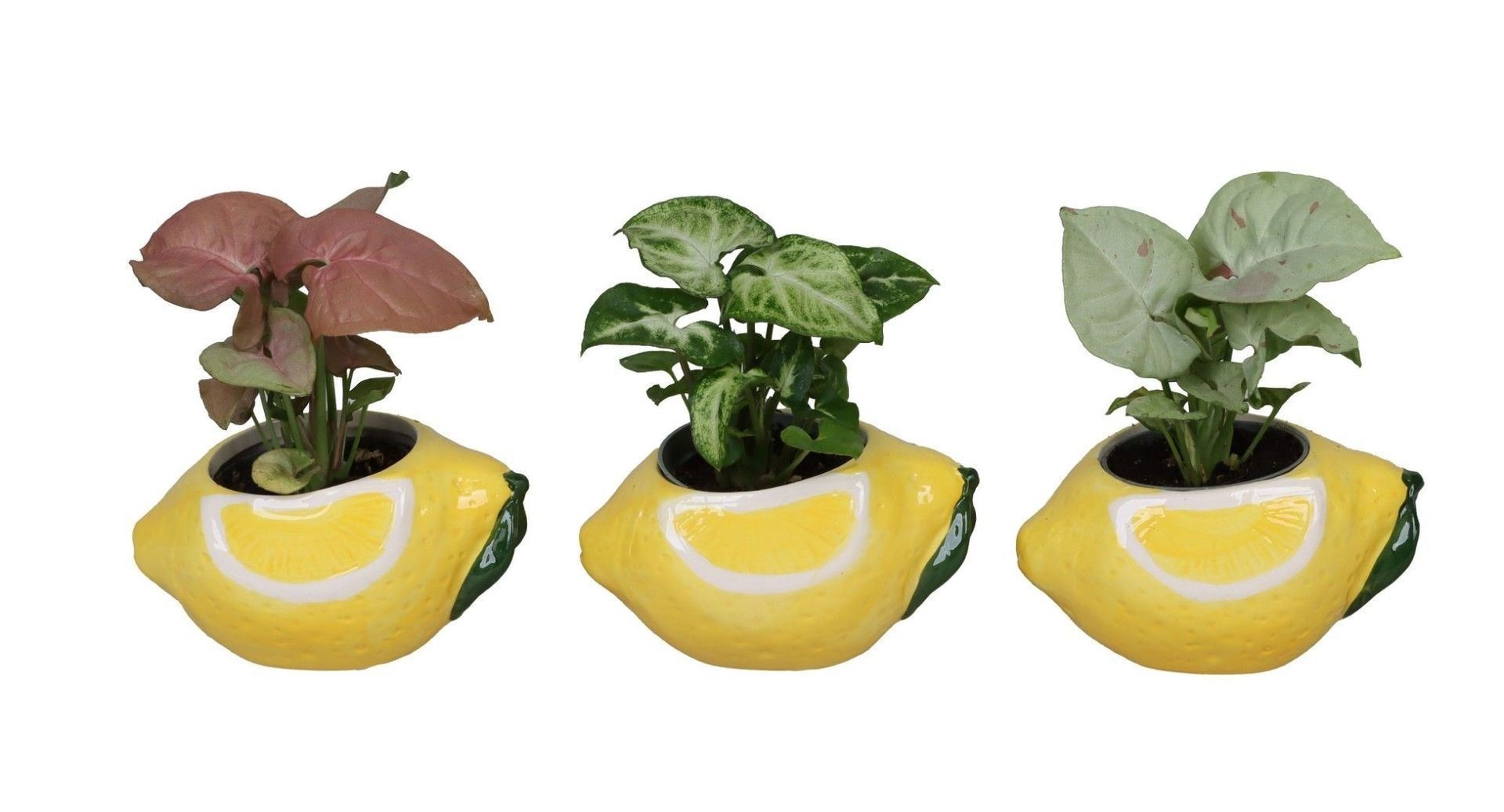 L 66704 with Syngonium Mix 6 cm, D 6