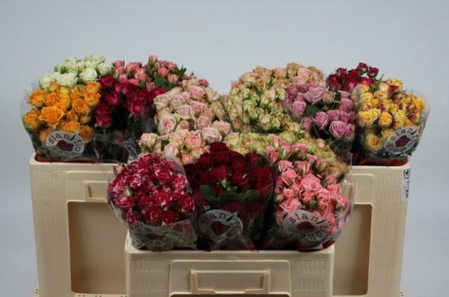 Роза куст. Микс в баке 50, шт.