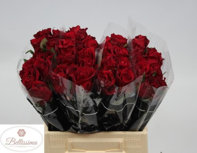 Роза од. Эвер Рэд 40, шт.