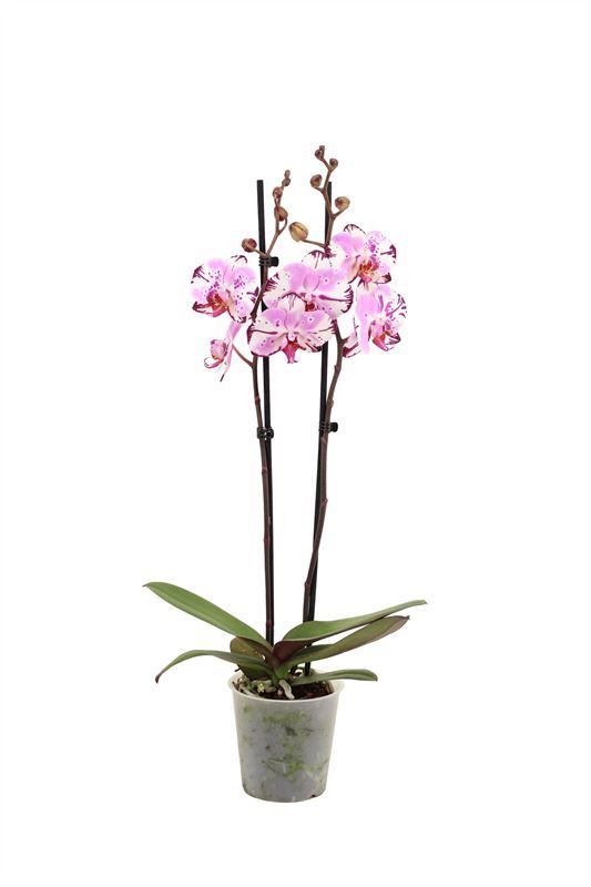 Phal Magic Art 2T16+, D 12