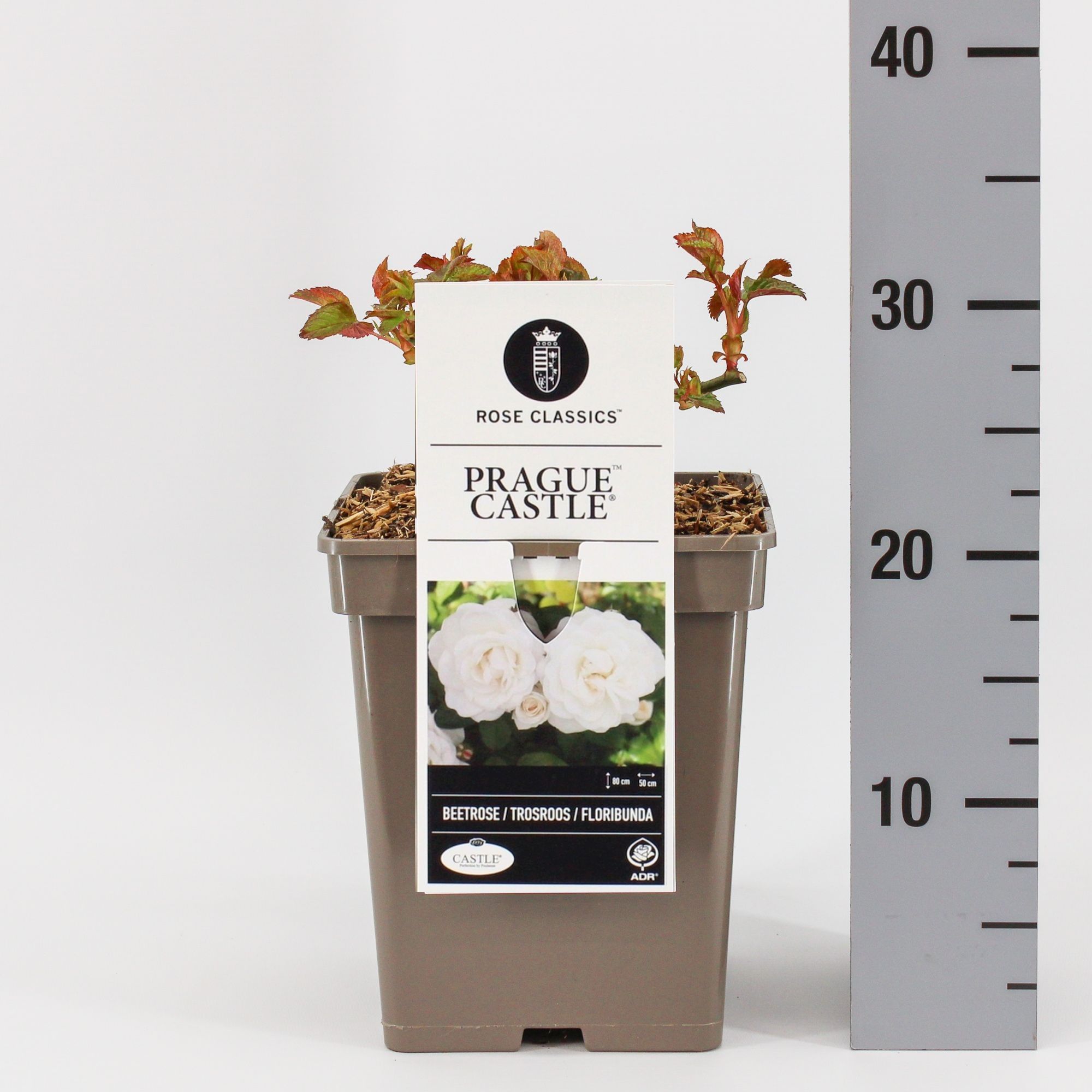 Rosa (F) Prague Castle ®, C5, D 23 cm