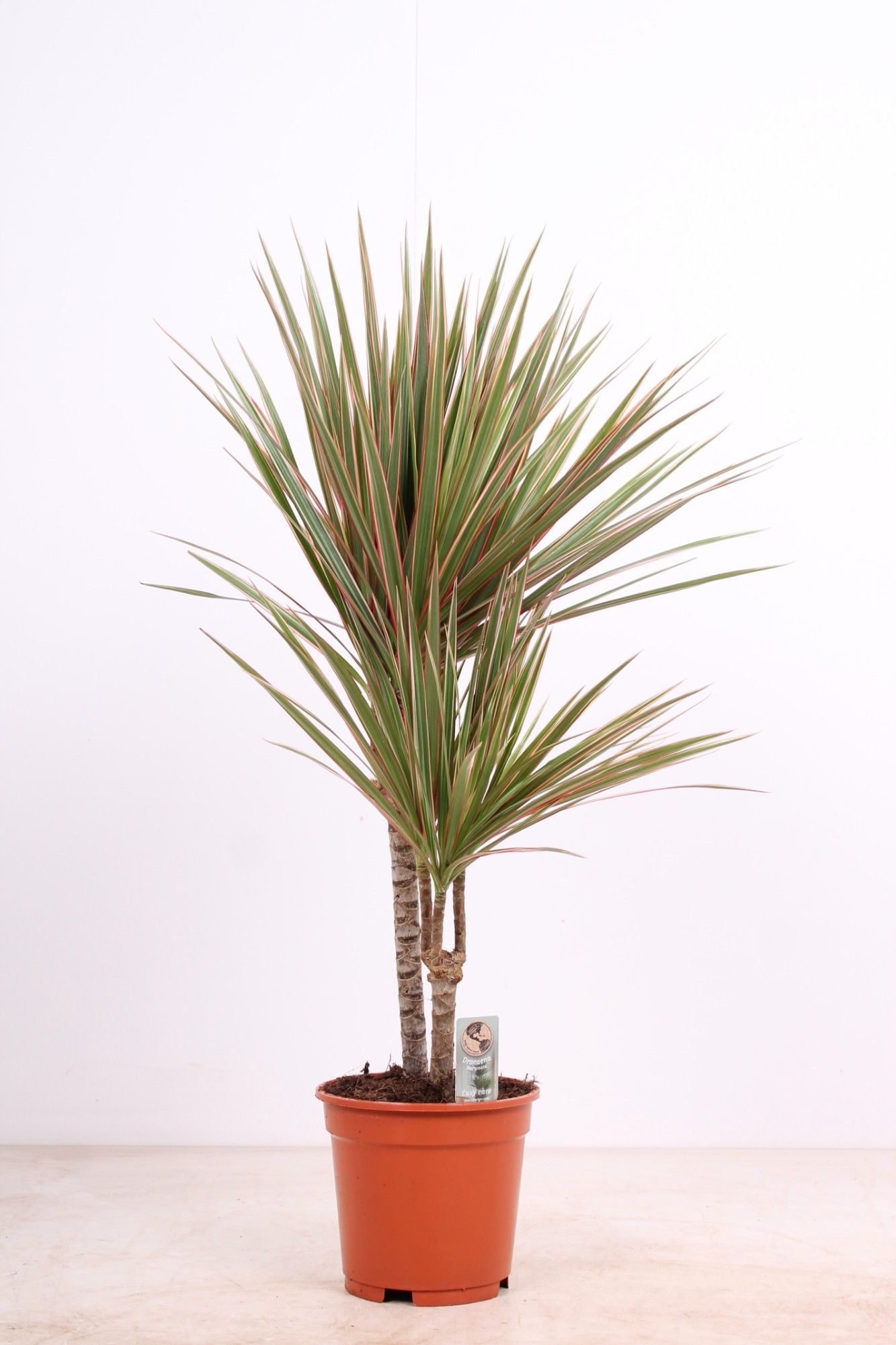 Bicolor P17 30-10, D 17