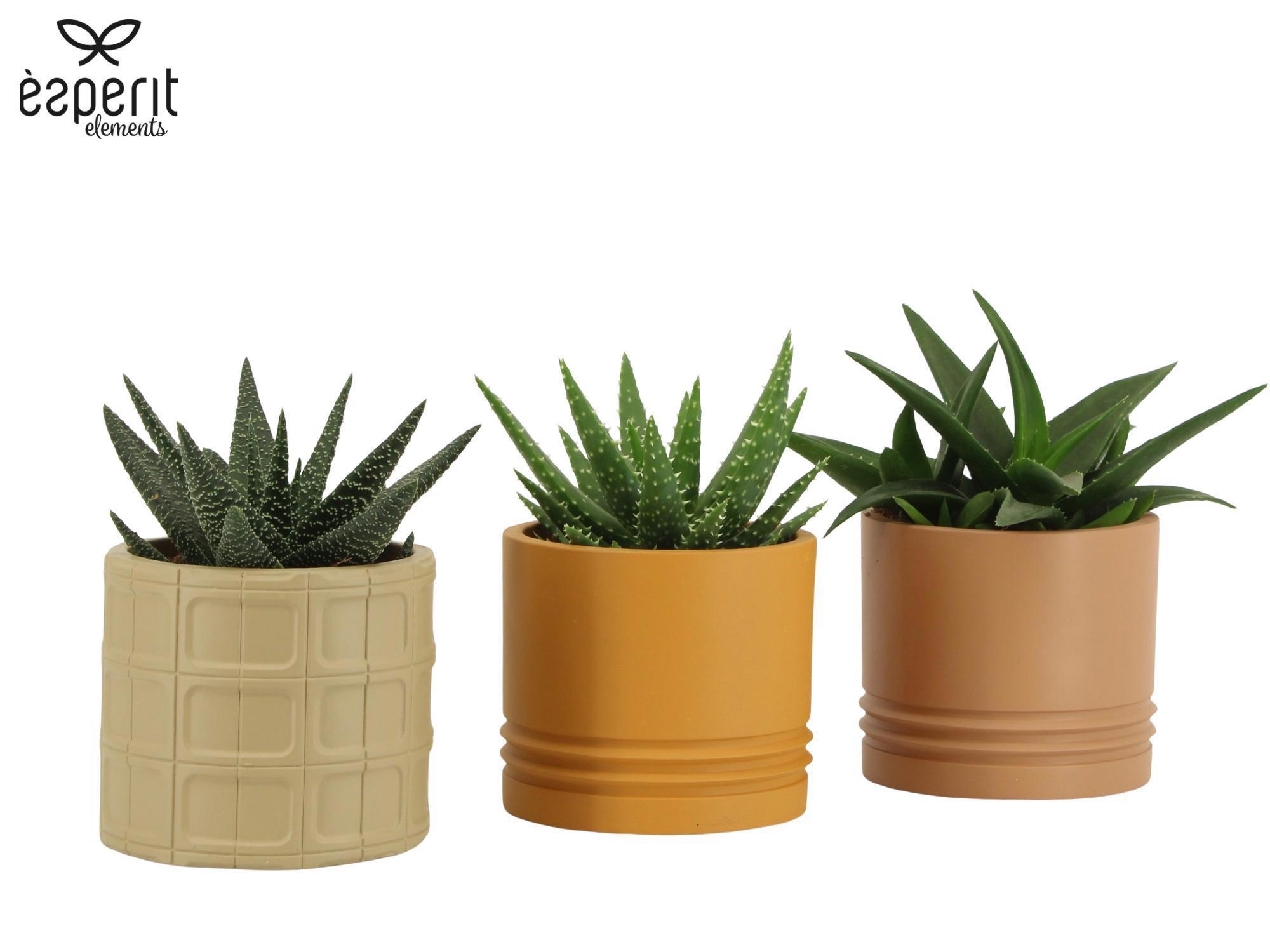 7504418: Solutionss Recreate, D 10,5