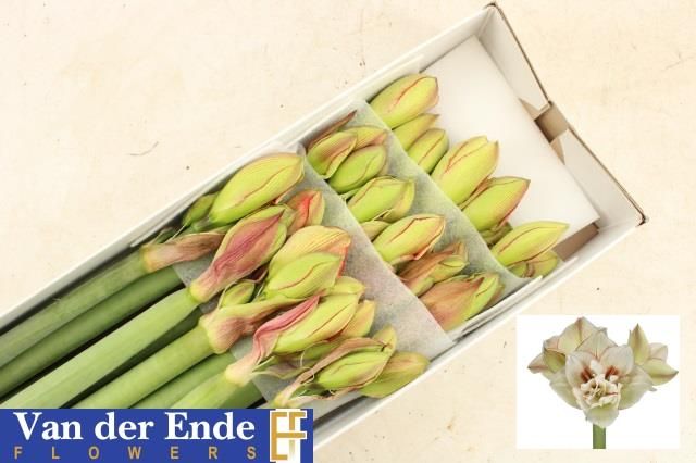 Амарилис Ириния (бело-красн.) x15, шт.