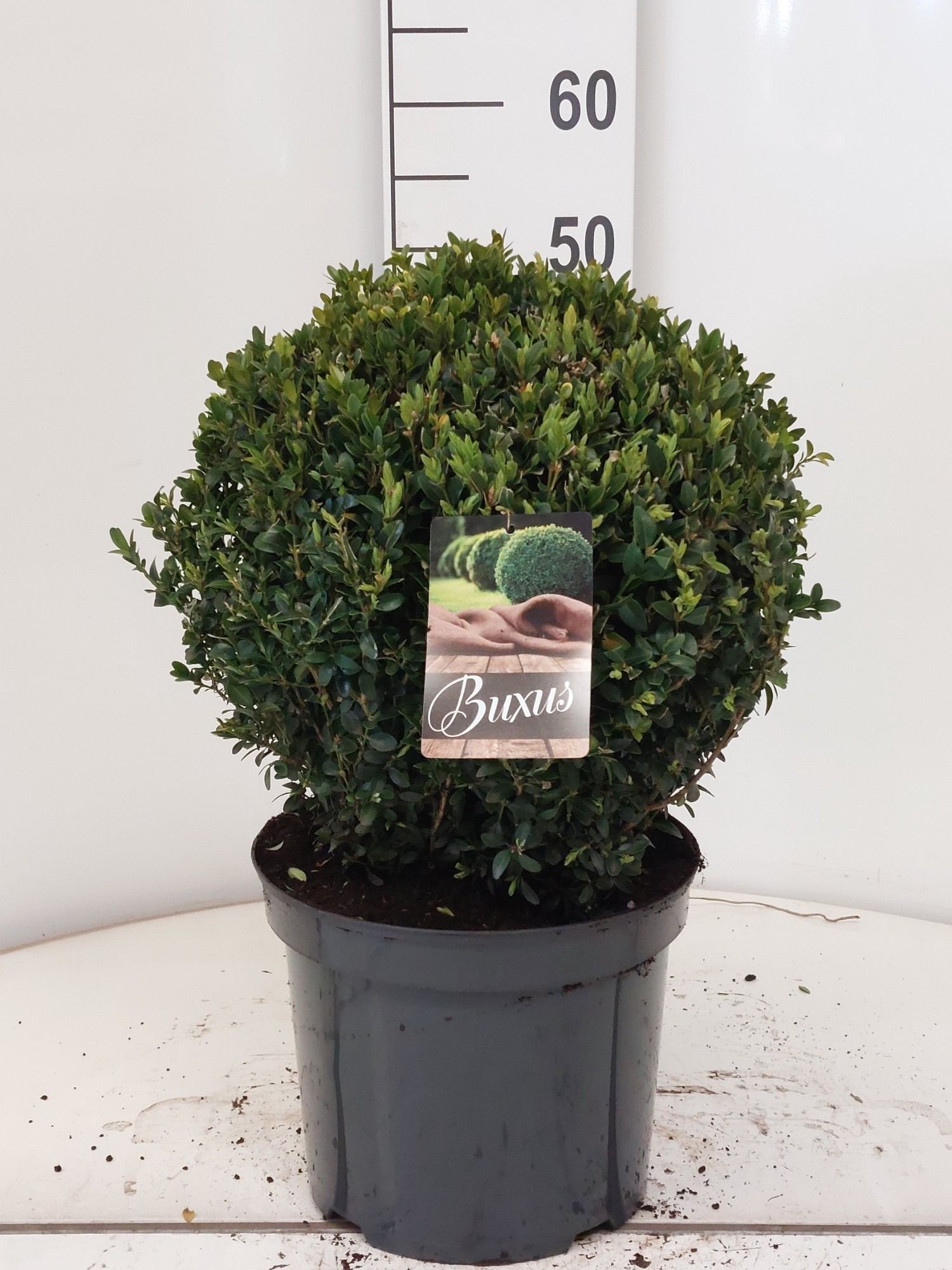 Buxus sempervirens bol 35, D 29
