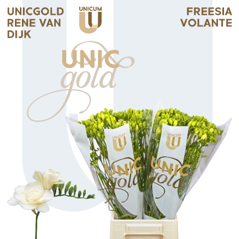 Фрезия дв. Воланте 55 (бел.), шт.