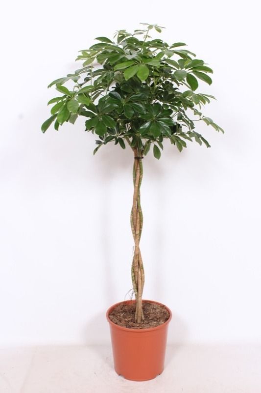 Schefflera arboricola 'Compacta', D 30