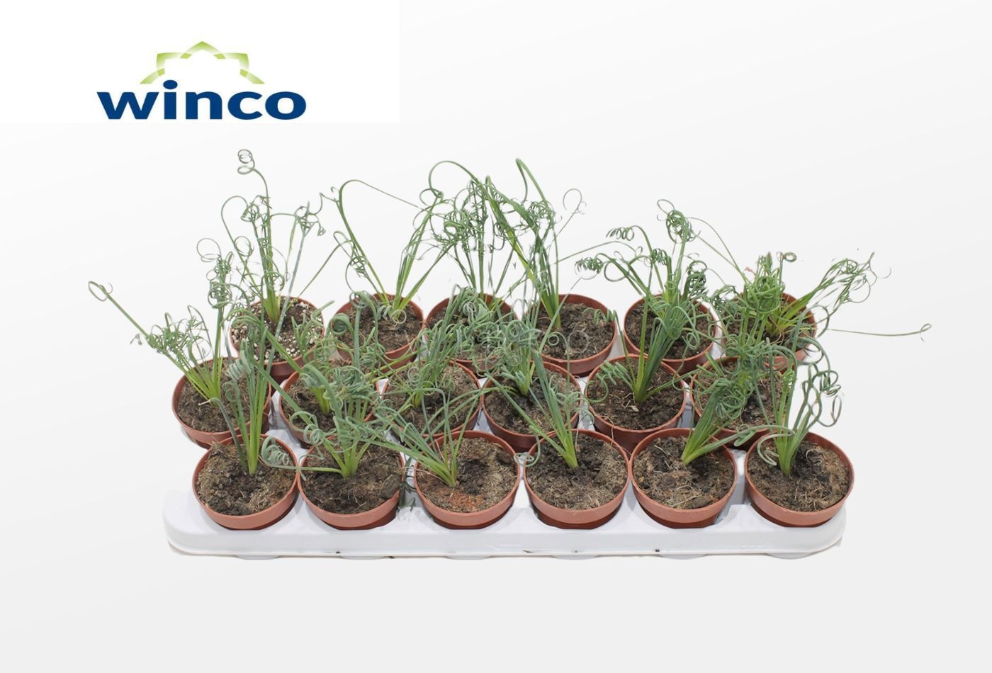 Albuca Spiralis, D 8,5 cm