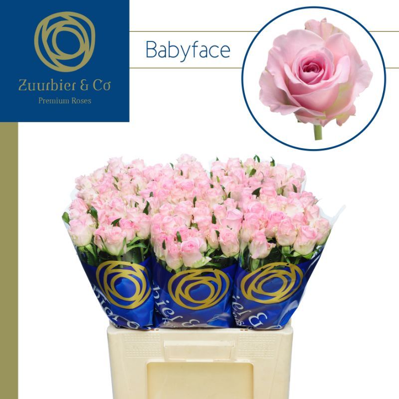 Роза од. Бейбифейс 60, шт.