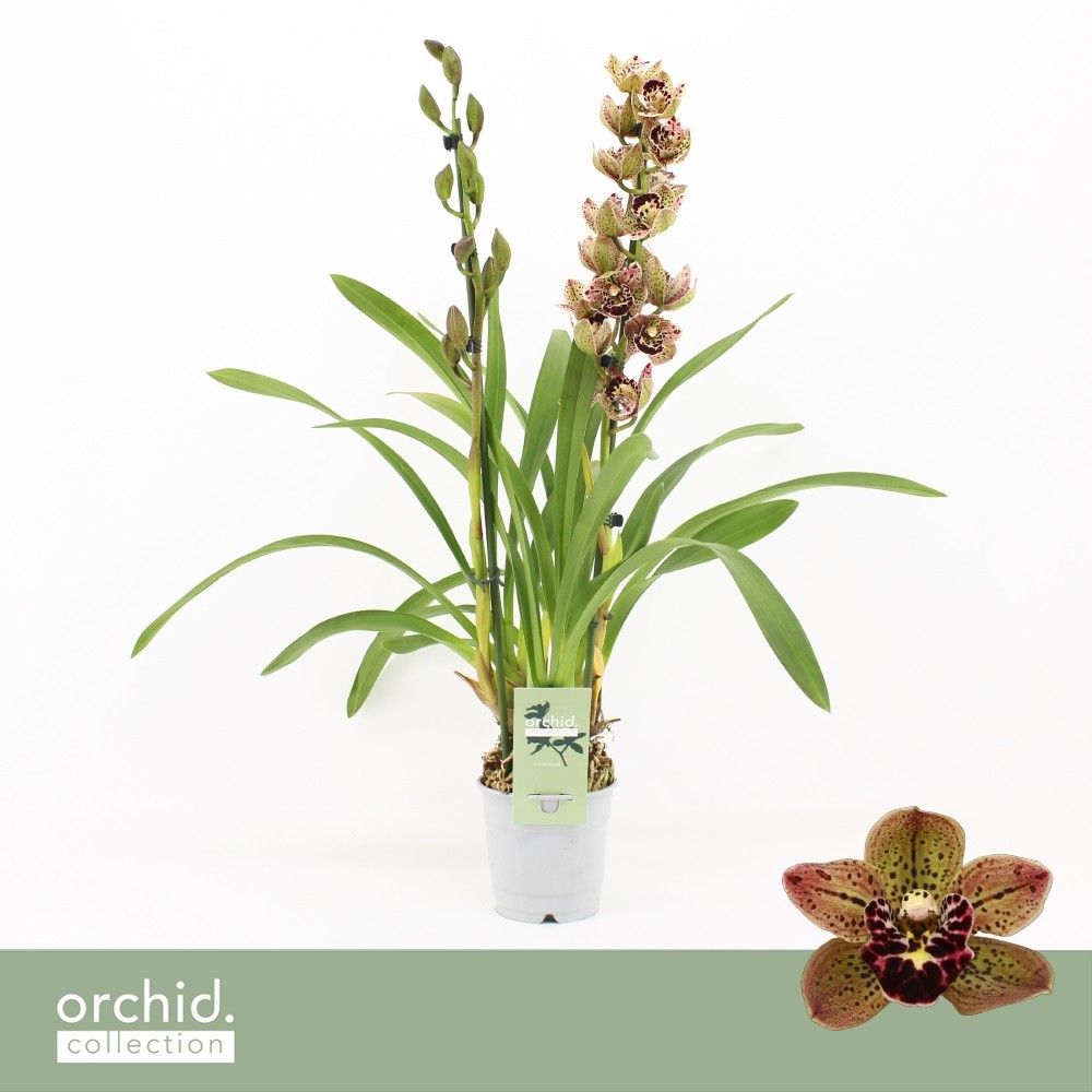 Cymbidium, Magic Bird 2-spike 'Orchid Collection', D 12
