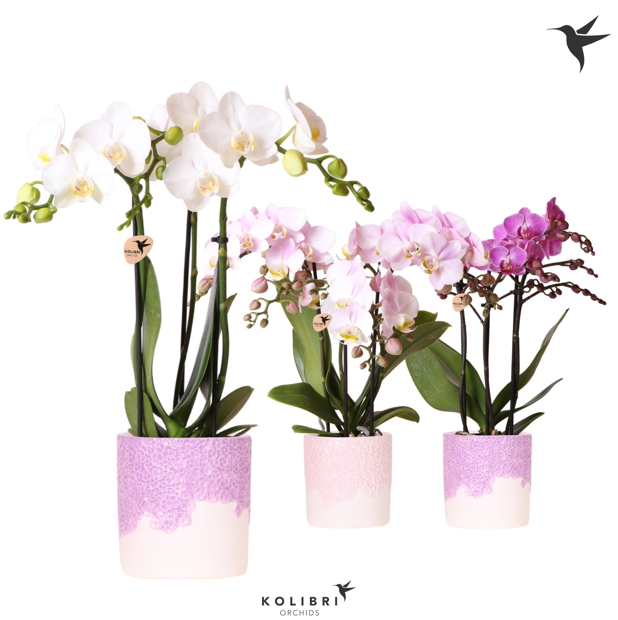 Kolibri Orchids Phalaenopsis mix 3 spike in Bloom pot lila mix, D 9