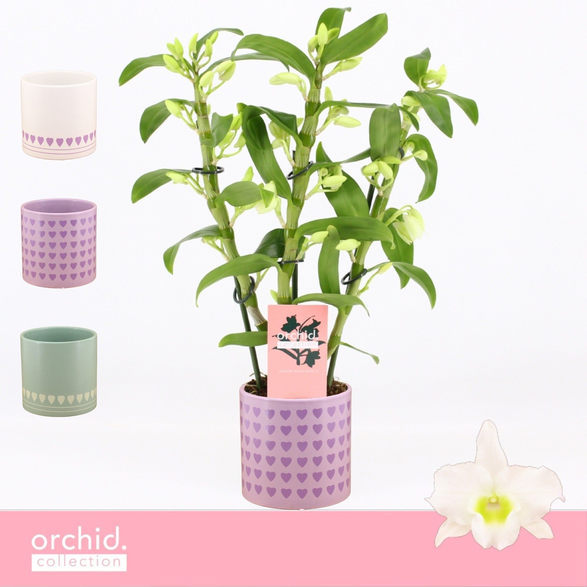 Dendrobium Nobilé, Apollon 3-spike Compact in Horizon Love 'Orchid Collection', D 12 cm