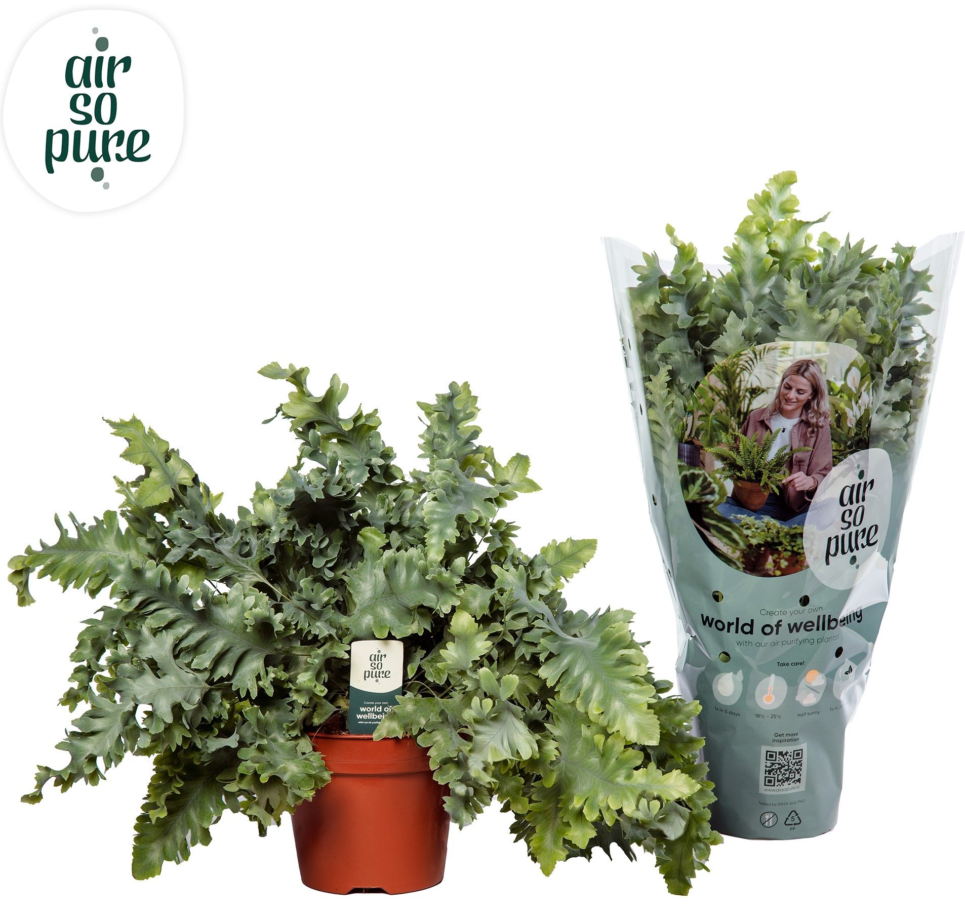 Phlebodium Davana - Air So Pure, D 17 cm