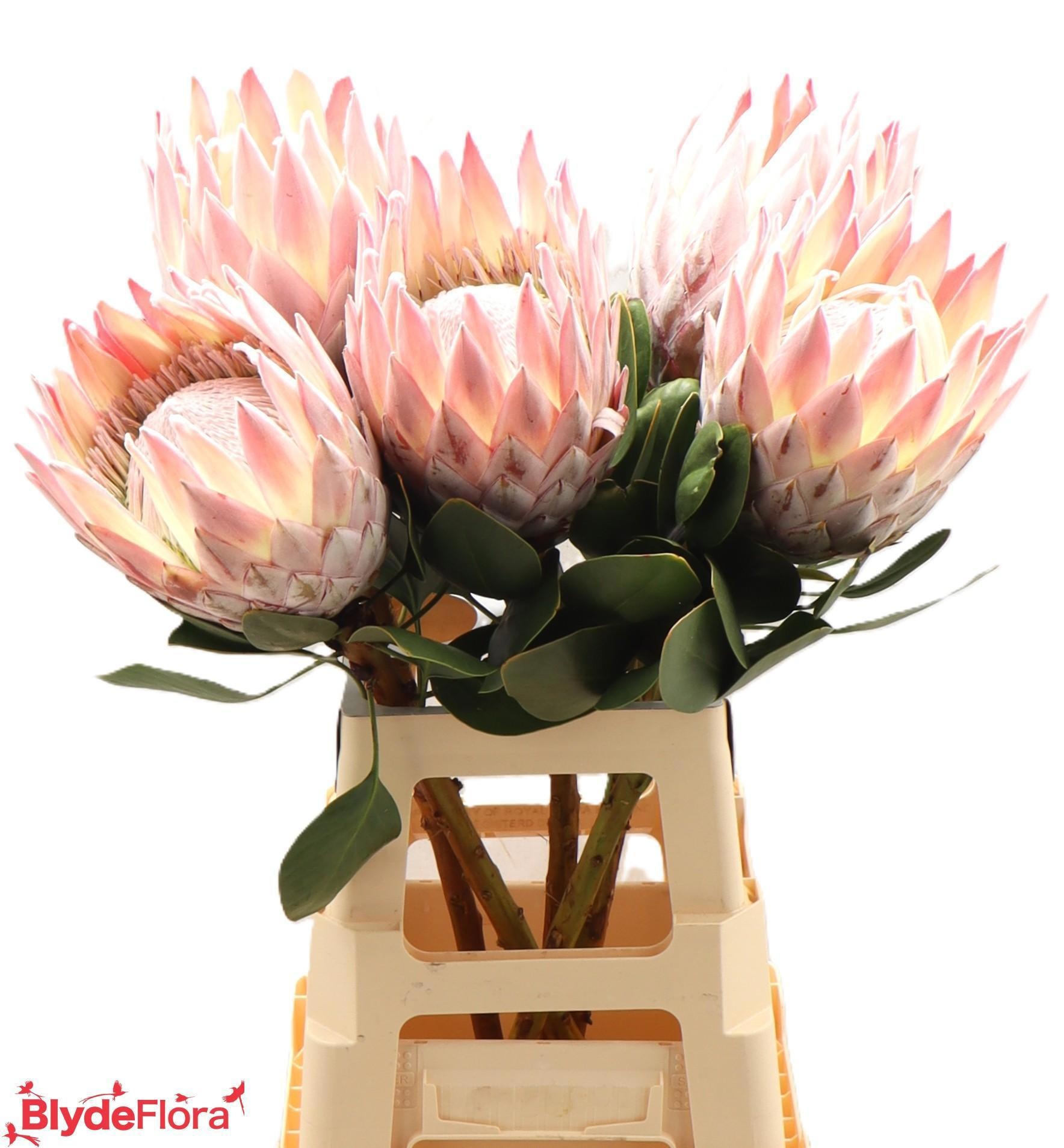 Протея Цинароидес 70, шт.