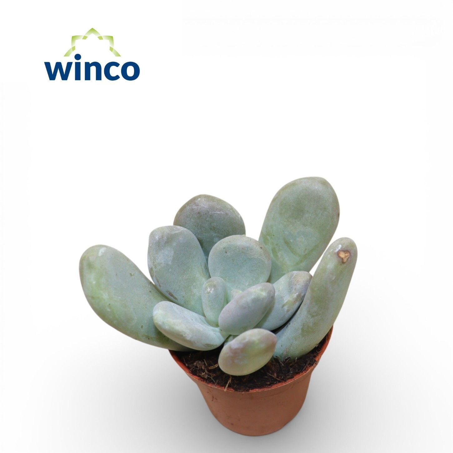 Pachyphytum Oviferum, D 5,5