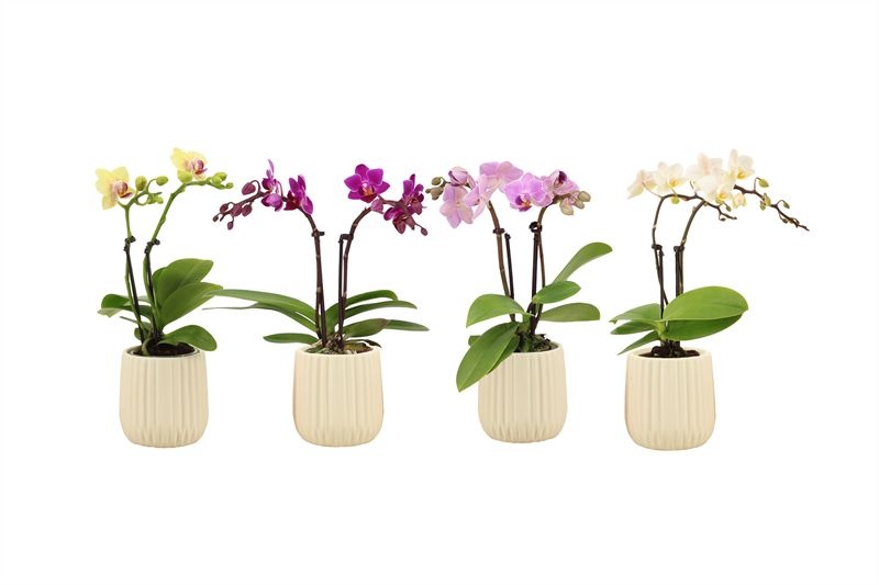 Ruby p06 vanilla Phal Tiny Dolls mix 2T10+ Aqu@, D 6