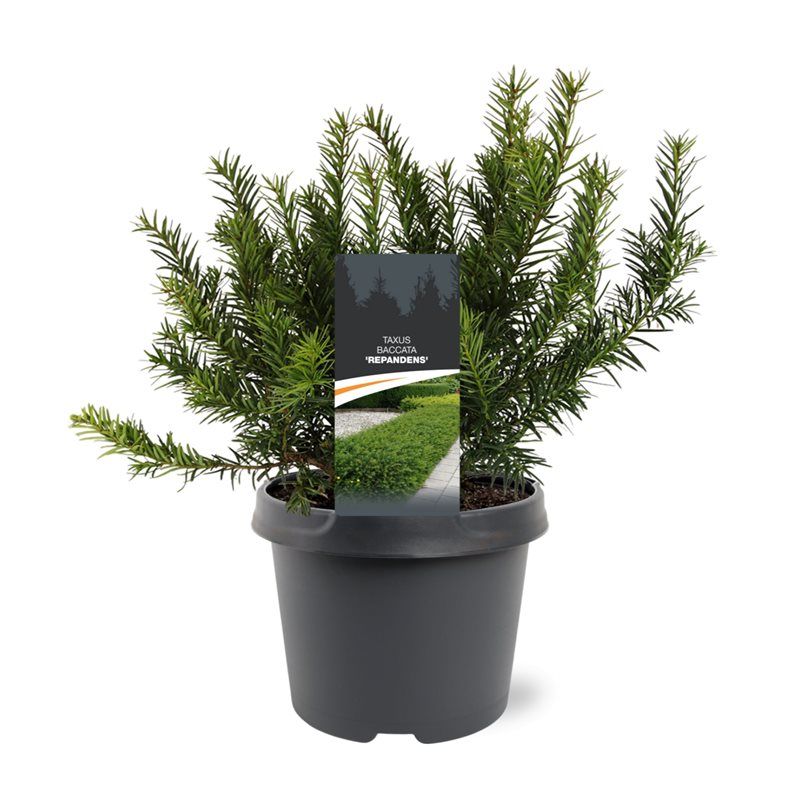 Taxus baccata 'Repandens', D 19