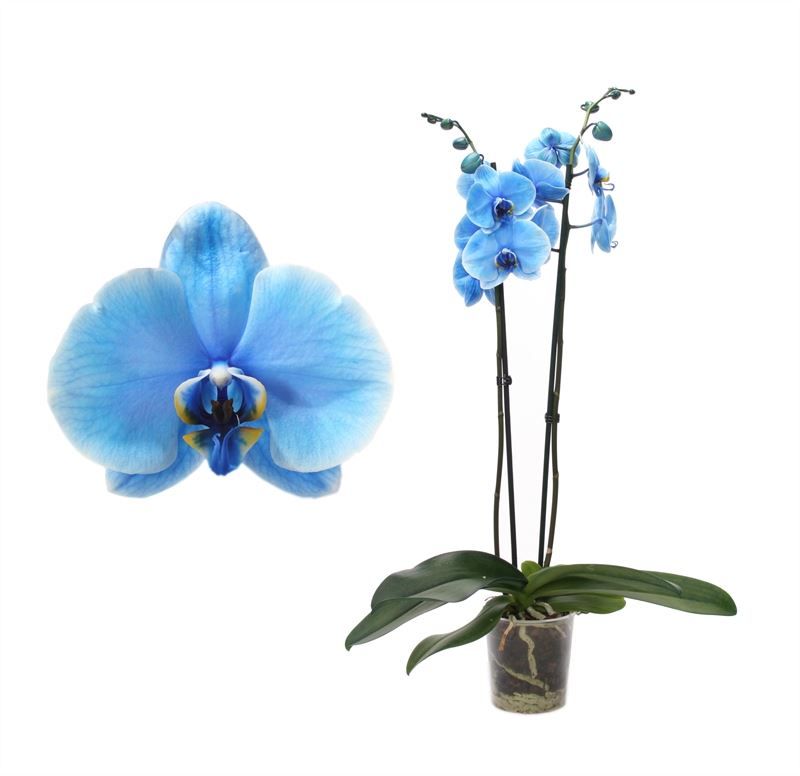 Phal I am Blue 2T12+, D 12 cm