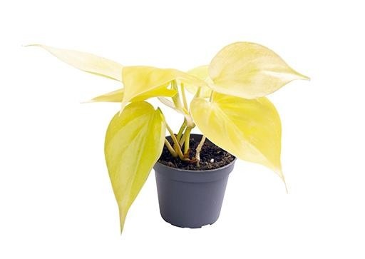 PHILODENDRON SCANDENS 'NEON', D 6 cm PHILODENDRON SCANDENS 'NEON', D 6 cm