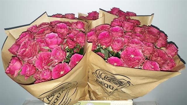 Роза куст. Грэндмас Джози 40, шт.