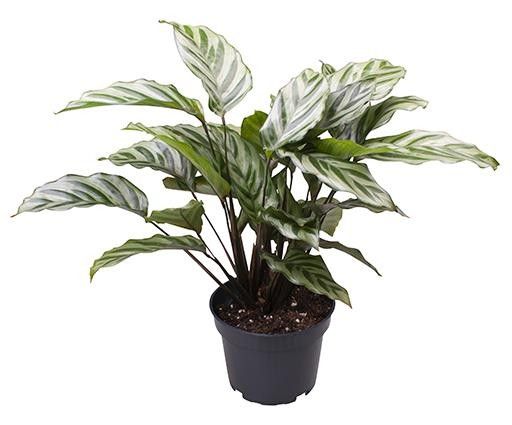 CALATHEA SPECIES 'Freddie', D 12 cm