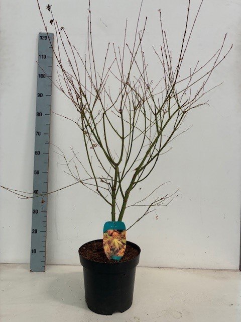 Acer palmatum 'Katsura' P26, D 26