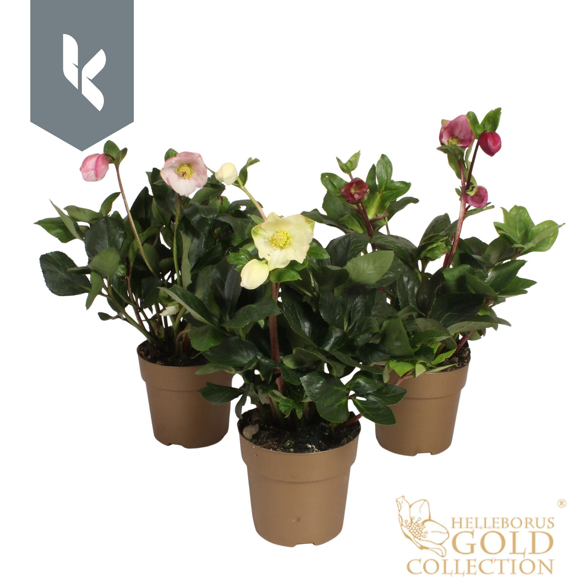 HGC Helleborus Winter Ballet Mix laag in gouden pot, D 15 cm