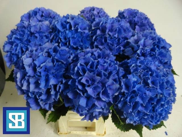 Гортензия Роял Парад 70, шт.