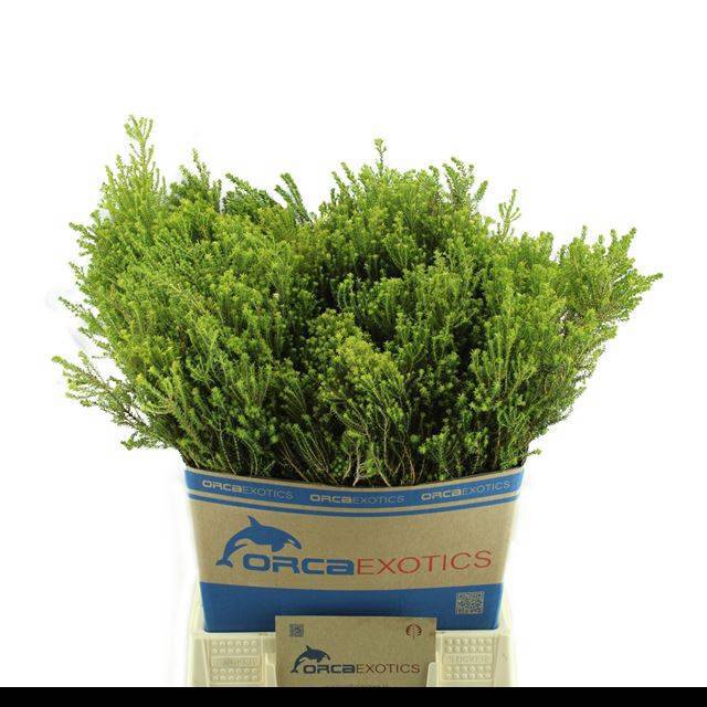 Агатосма Вайт Клип (бел.), шт.