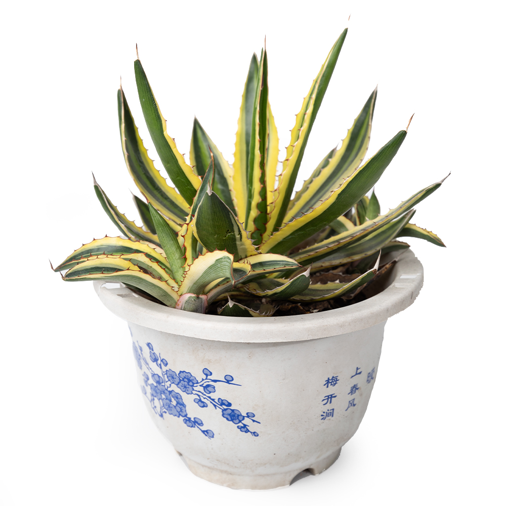 Агава квадриколор 18 30 (предзаказ)