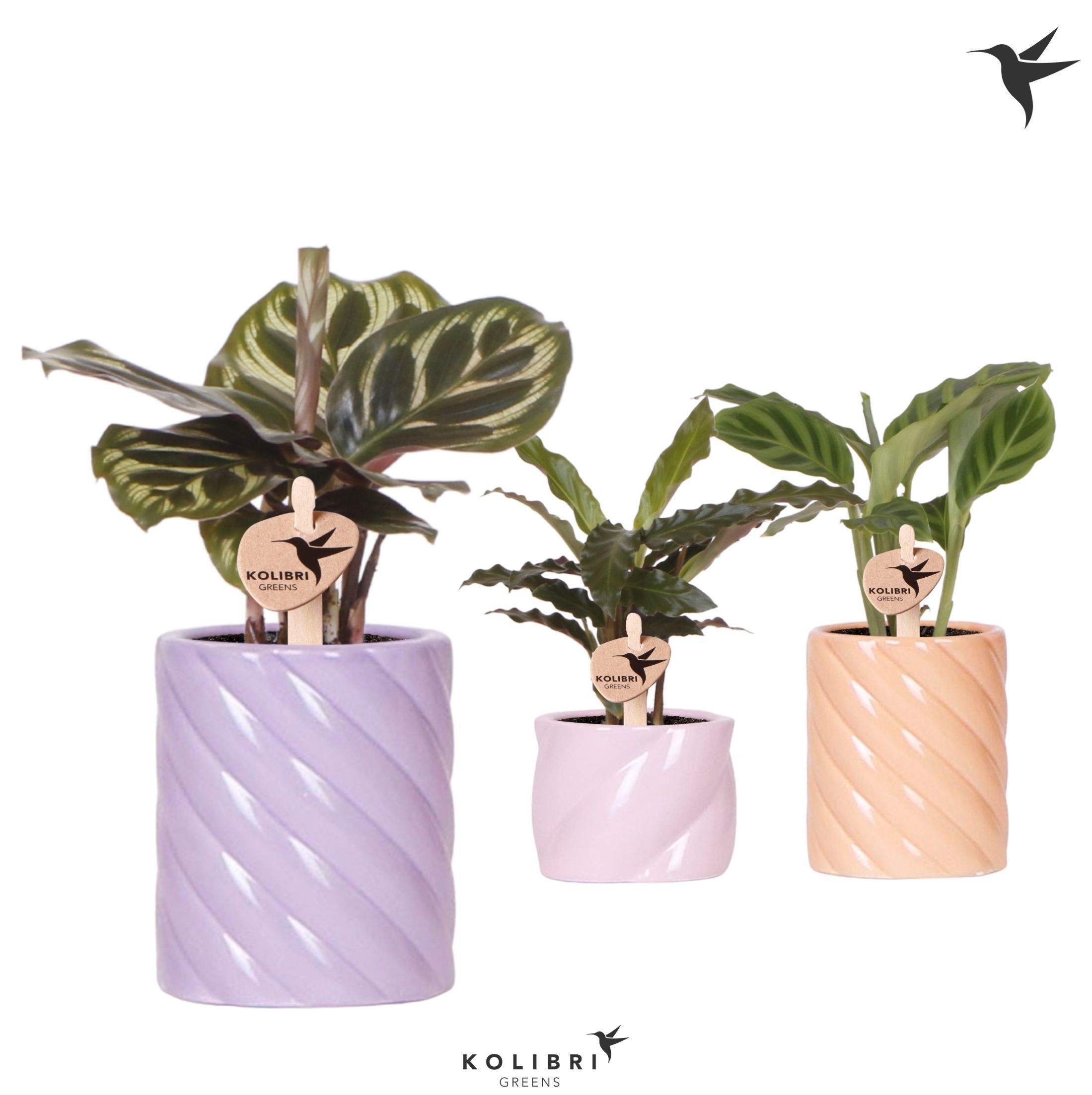 Kolibri Greens Calathea mix in Candy pot pink mix, D 6