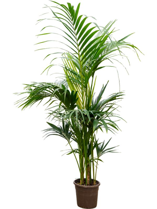 Kentia (Howea) forsteriana, D 27