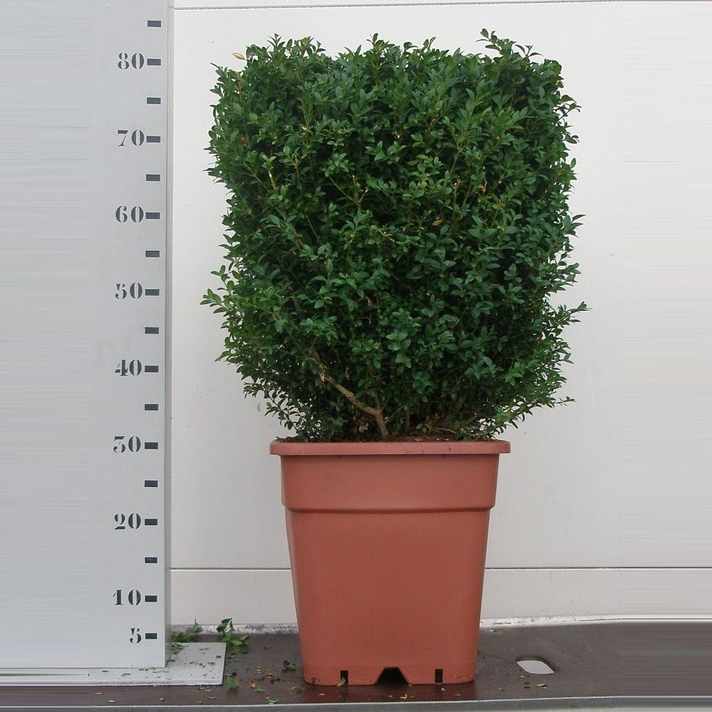Buxus sempervirens 40cm kubus, D 30