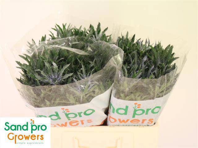 Эрингиум Блю Стар 50, шт.