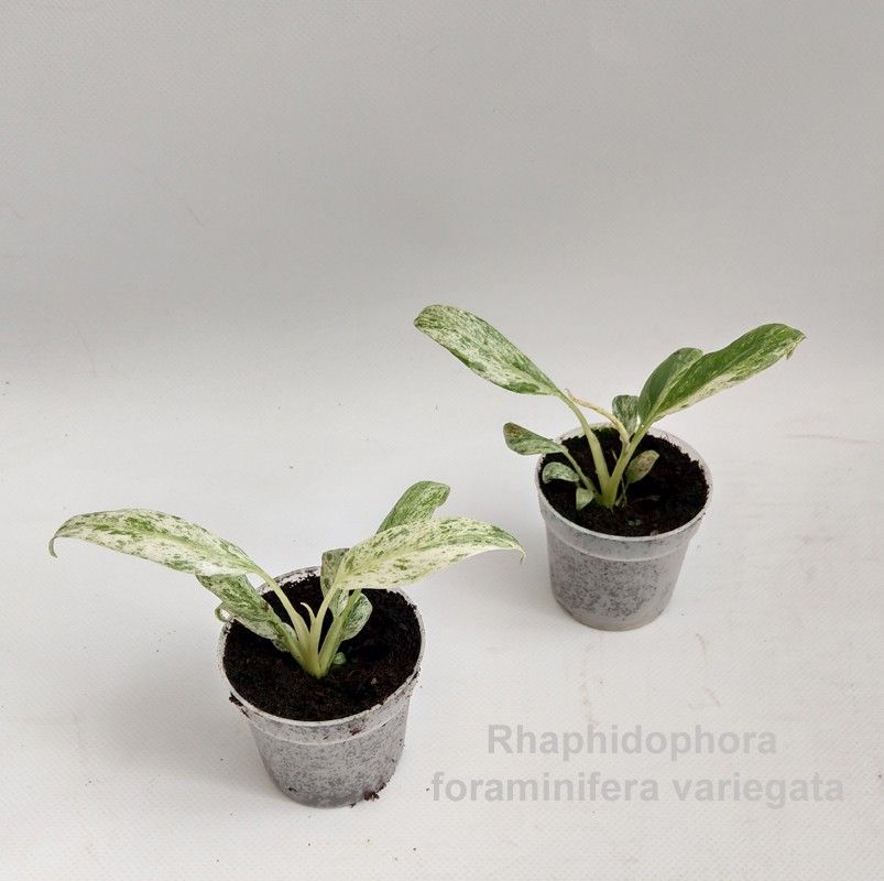 Rhaphidophora foraminifera variegata 7cm, D 7