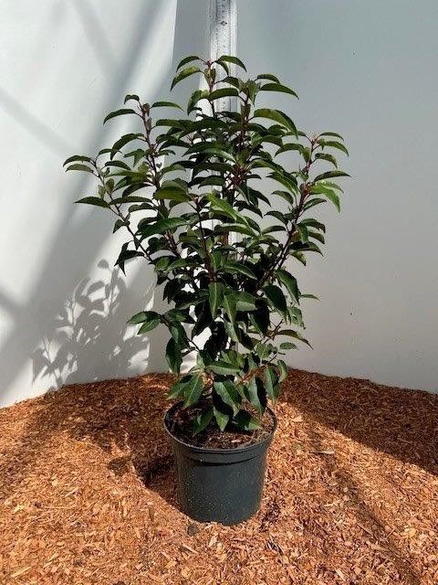 Prunus lus. Angustifolia, D 21