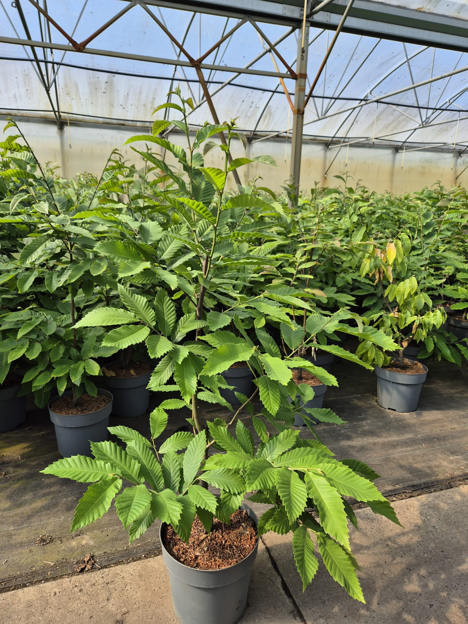 Castanea sativa C 12 80-100, D 30