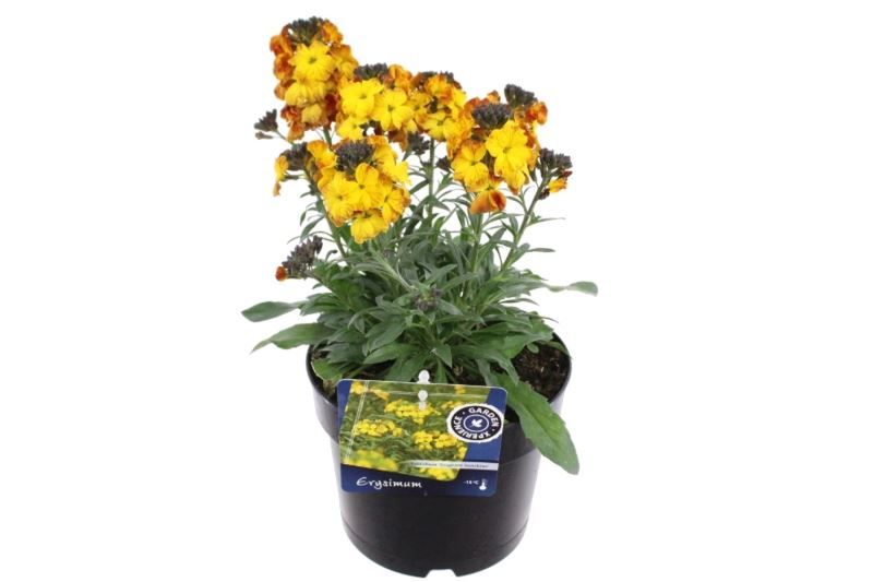 Erysimum Erysistible Yellow, D 17